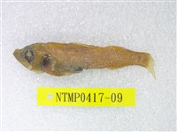 藏品(短鰭新燈籠魚)的圖片